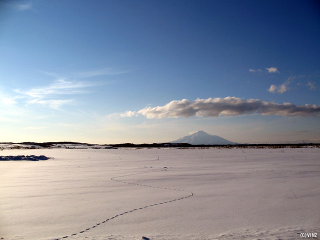雪景色 北海道　道北 サロベツ原野から見た 利尻岳 利尻富士